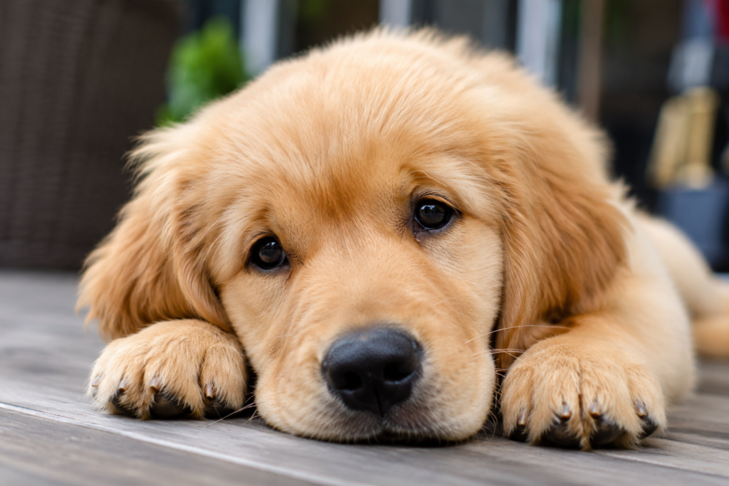Telepathic Pet Communication